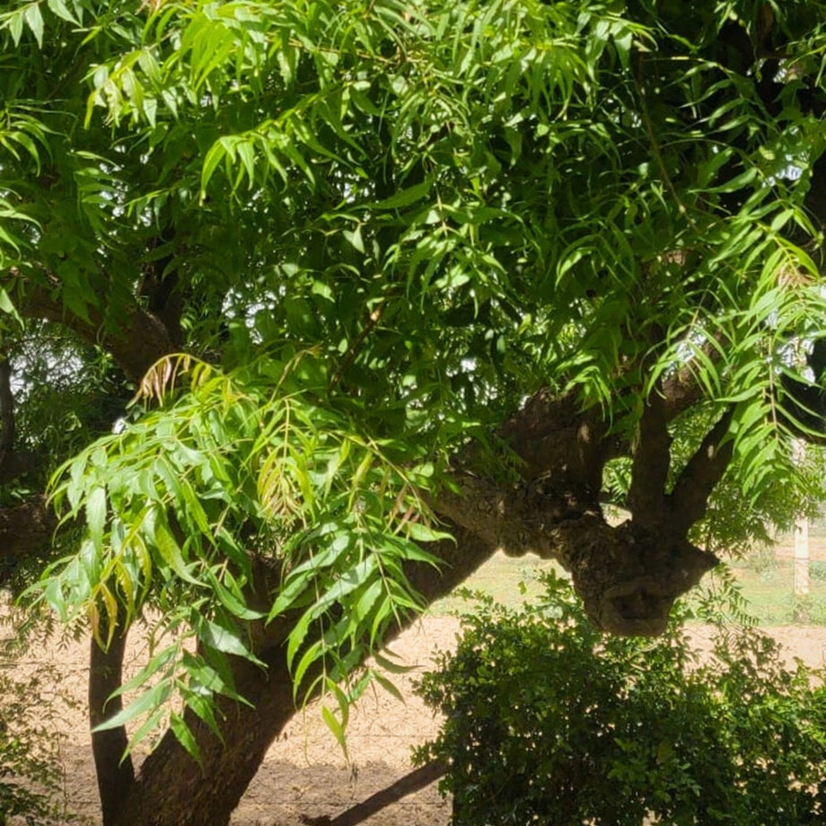 Neem Combs