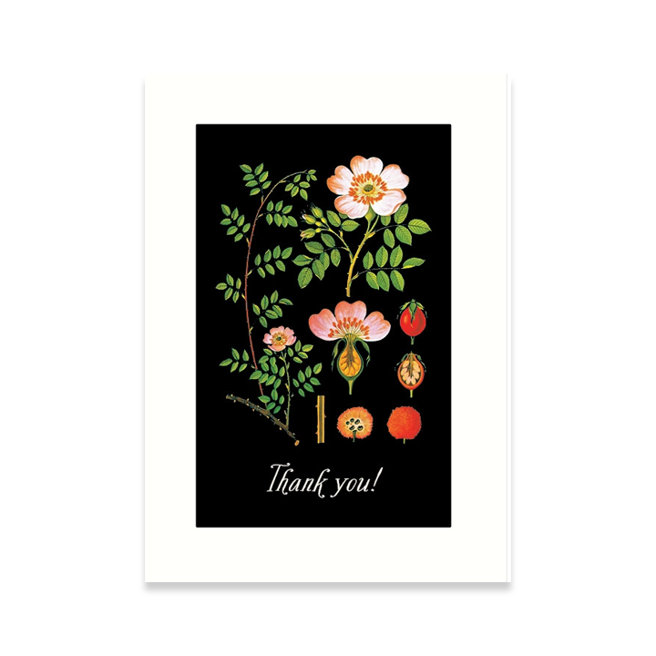 Roses, Rose Hip Thank You Card