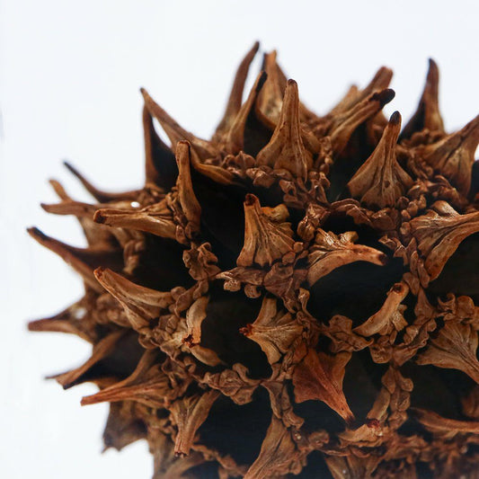 Sola cube - American Sweetgum