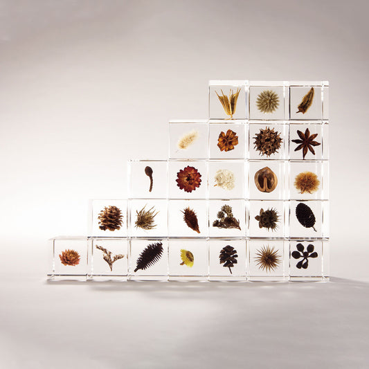 Sola cube - Bunny Tail Grass