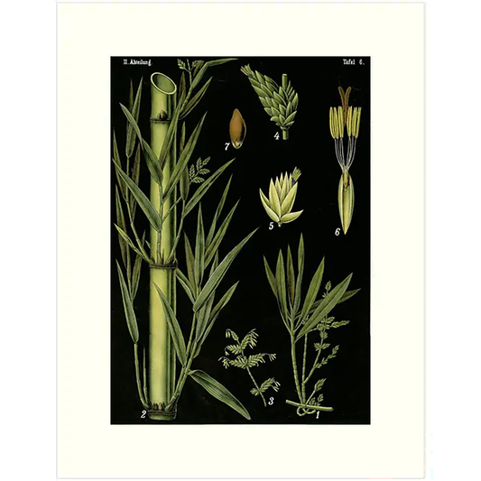 Black Bamboo Greeting Card