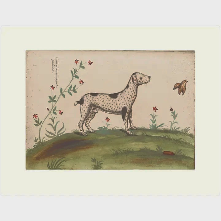 Dalmation Card