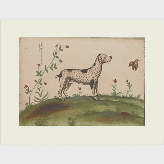 Dalmation Card