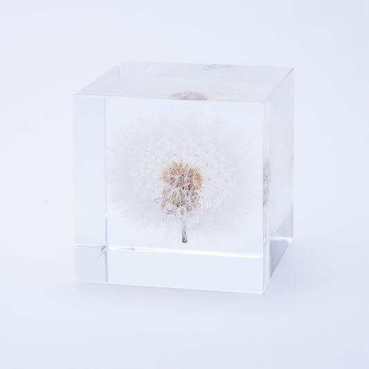 Sola Cube - Dandelion
