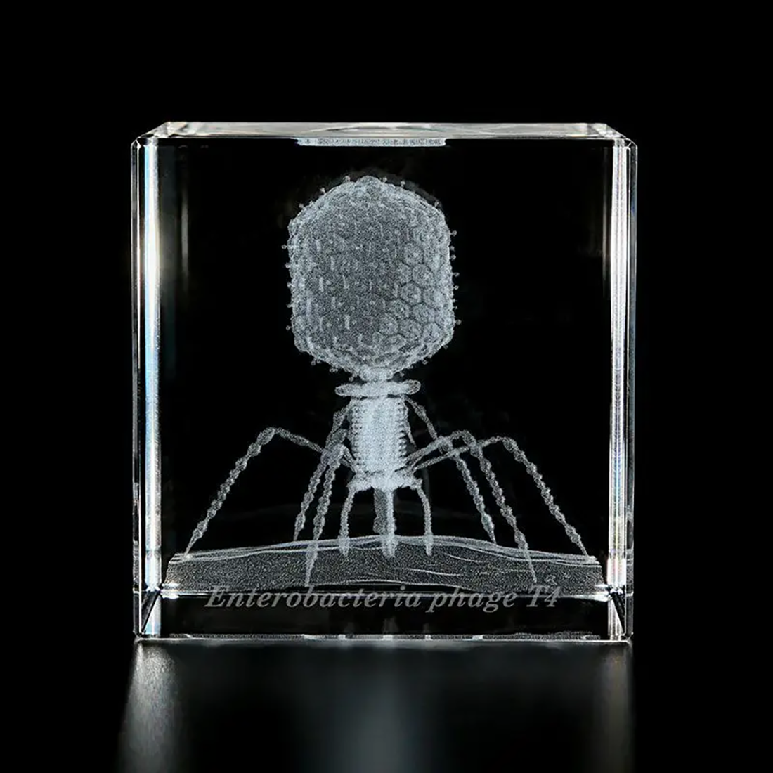 Sola Microcube - Enterobacteria Phage T4