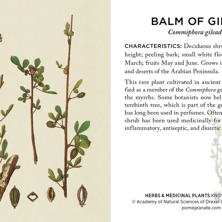 Herbs and Medicinal Plants
