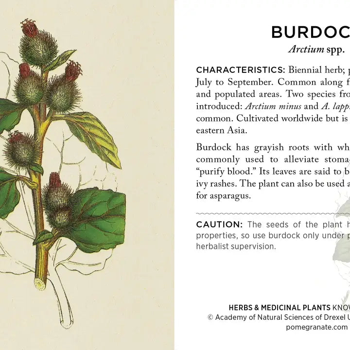 Herbs and Medicinal Plants