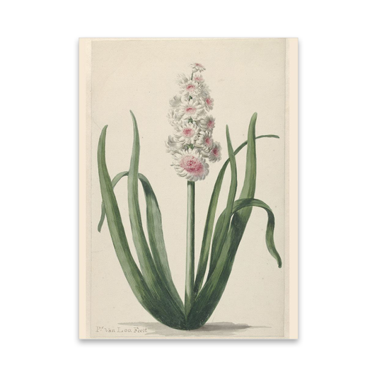 Flowering Hyacinth - Greeting Card