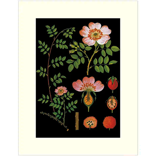 Rose and Rose Hip Greeting Card