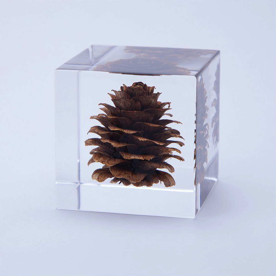 SOLA Cube - Karamatsu