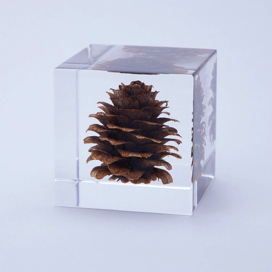 SOLA Cube - Karamatsu