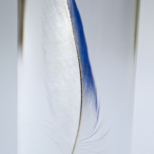 Common Parakeet Blue Feather