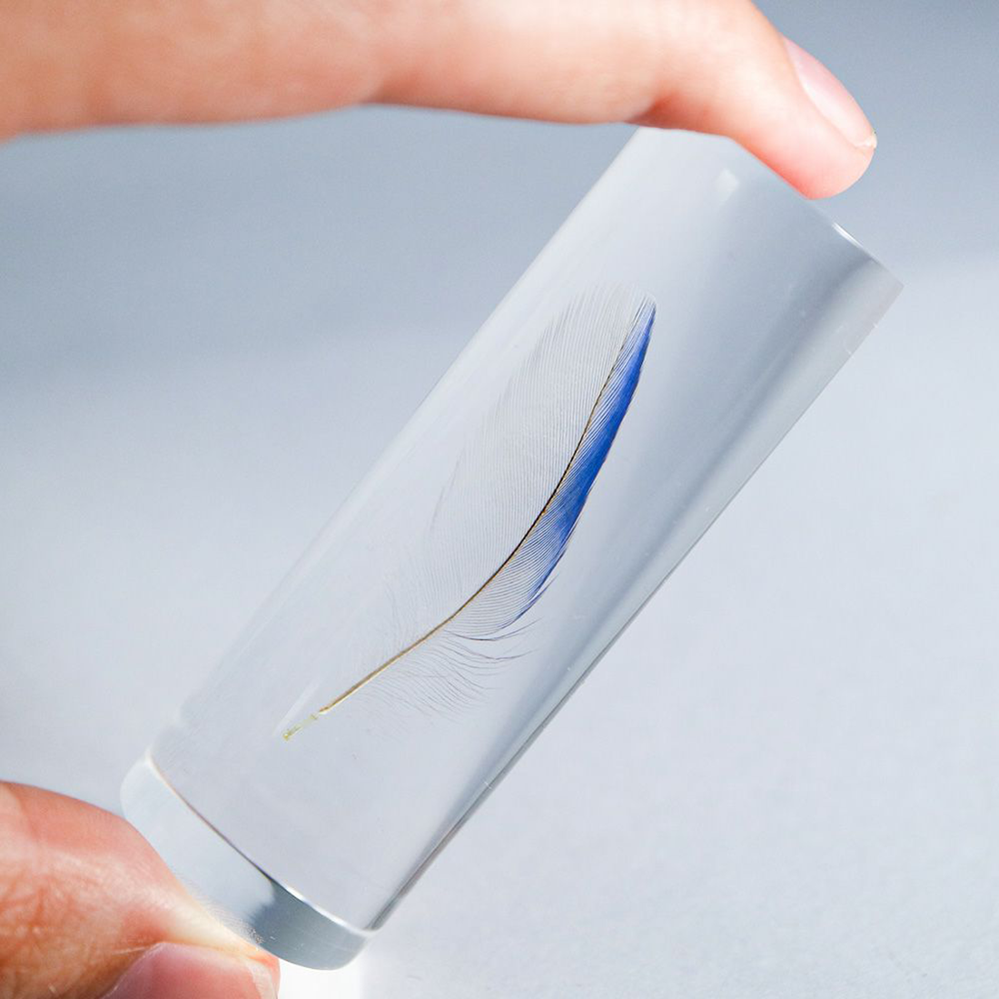 Common Parakeet Blue Feather