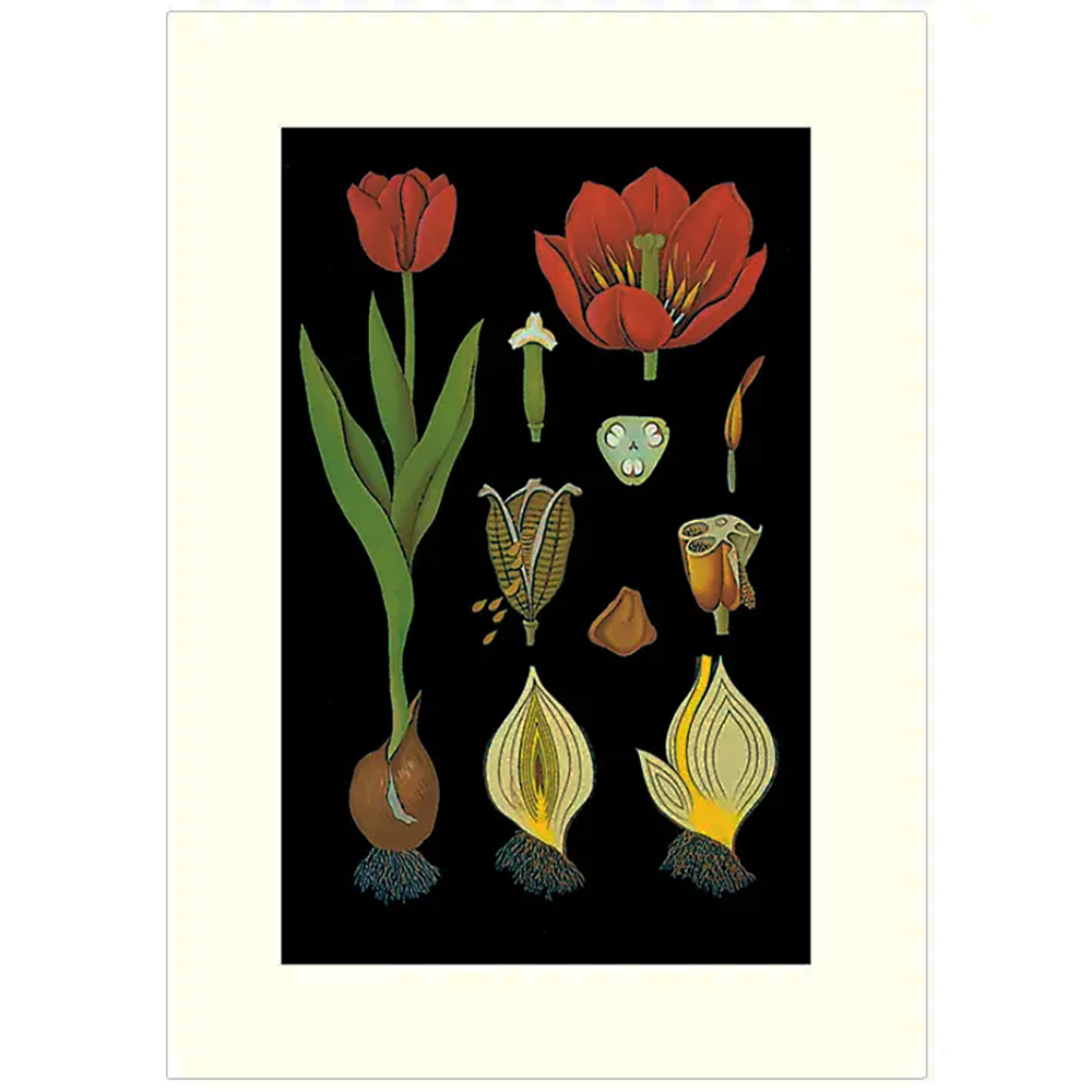 Tulips and Bulbs Greeting Card