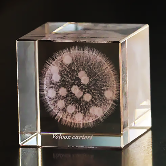 Sola Microcube - Volvox Carteri