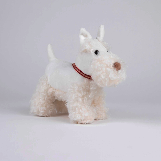 Lola the White Westie