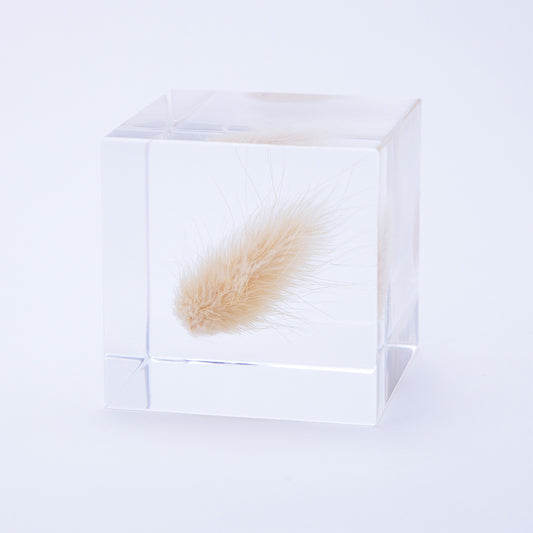 Sola cube - Bunny Tail Grass