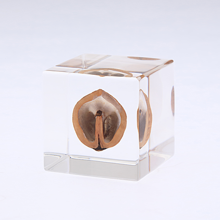 Sola Cube - Japanese Walnut